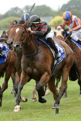 Star sprinter Volpe Veloce steps up to win the Group 1 Sistema Railway. Photo: Trish Dunell